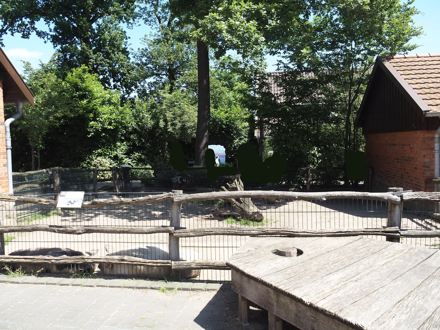 Farm area - Kune-kune pig paddock, 2024-06-08