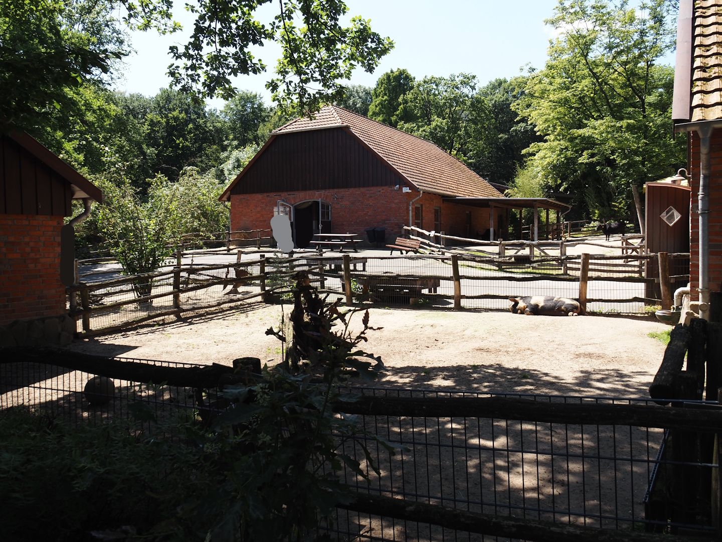 Farm area - Kune-kune pig paddock and cattle and donkey barn, 2024-06-08