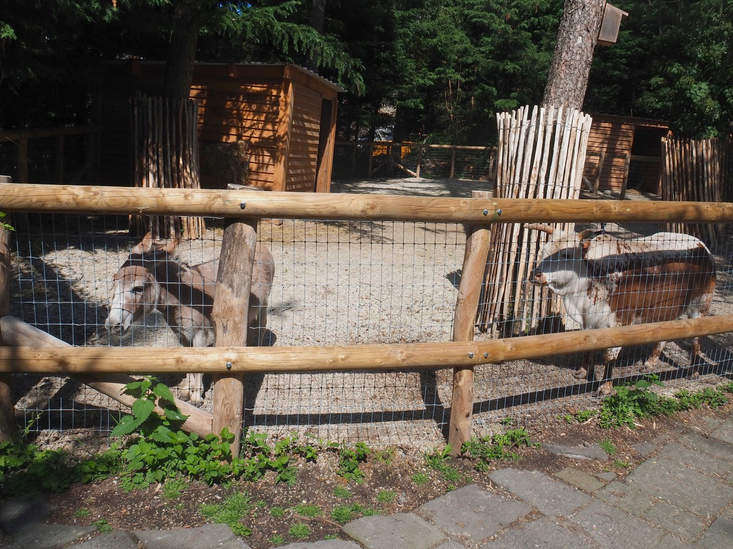 Farm area - Miniature donkey and Dwarf zebu paddock, 2022-06-28
