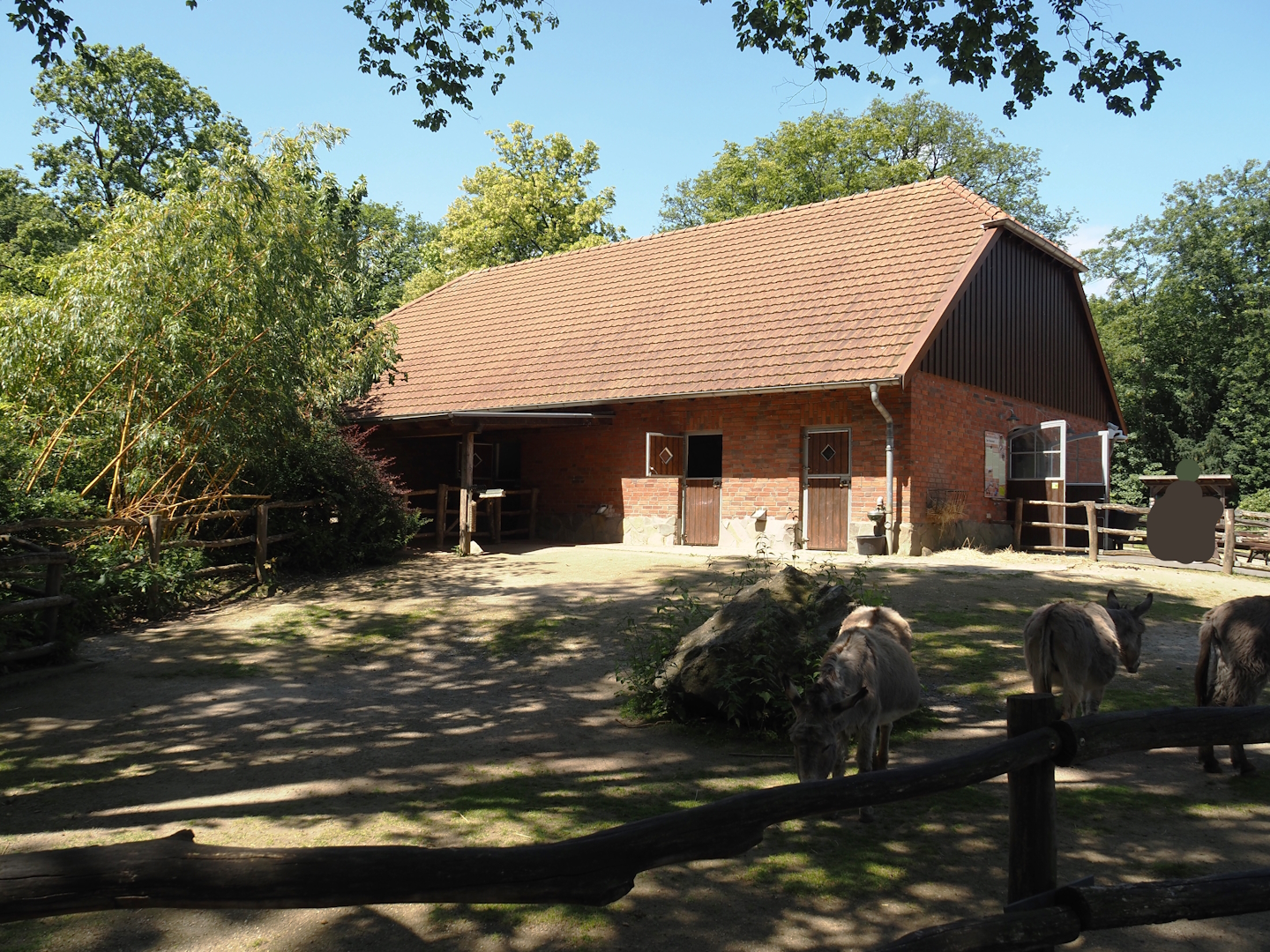 Farm area - Miniature donkey paddock, 2024-06-08
