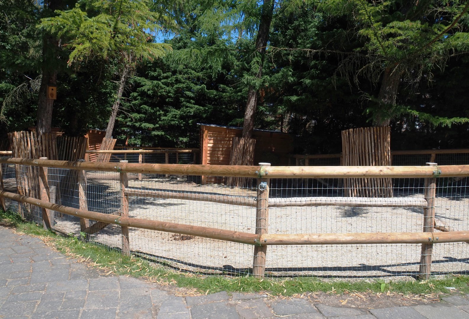 Farm area - Miniature horse paddock, 2022-06-28