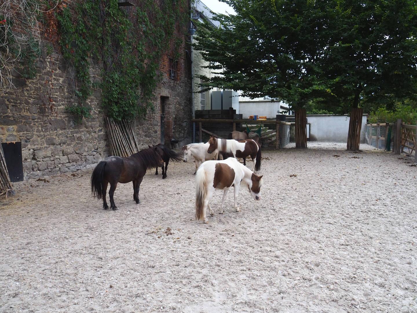 Farm area - Miniature horse paddock, 2022-09-15
