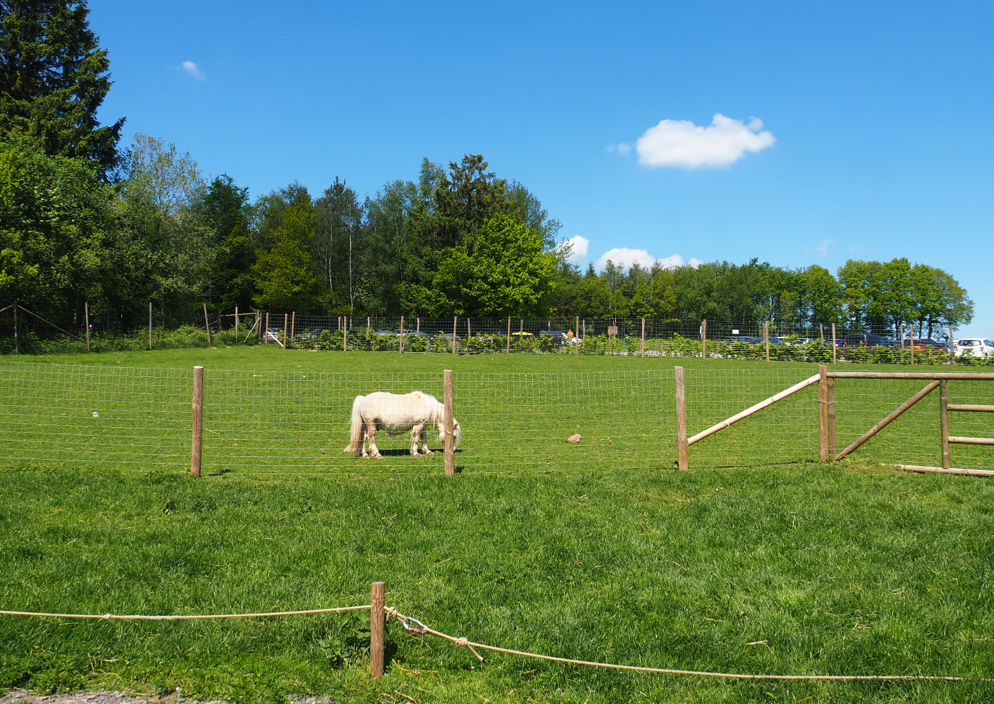 Farm area - Pony and domestic sheep paddock, 2021-05-29