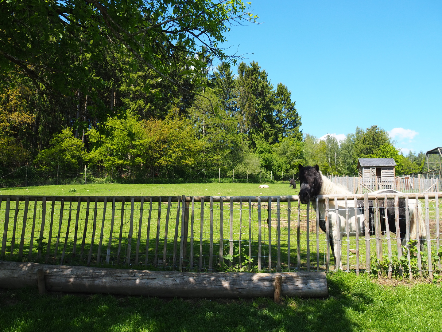 Farm area - Pony and Domestic sheep paddock, 2021-05-29