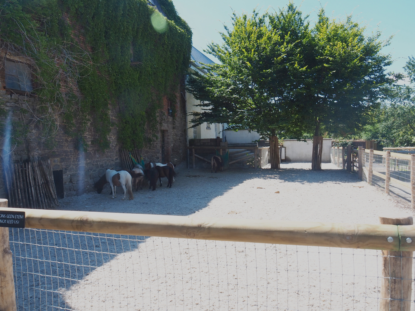 Farm area - Stable building and miniature horse paddock, 2022-06-28