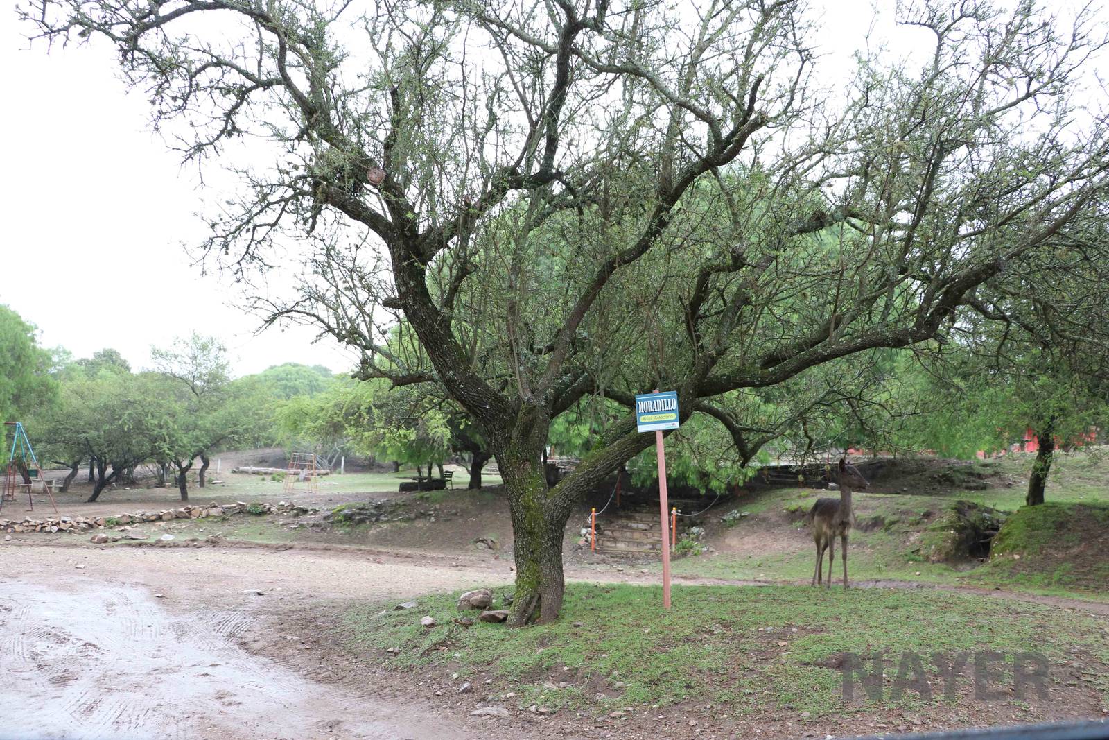 Farm area - Tatu Carreta, April 2016.