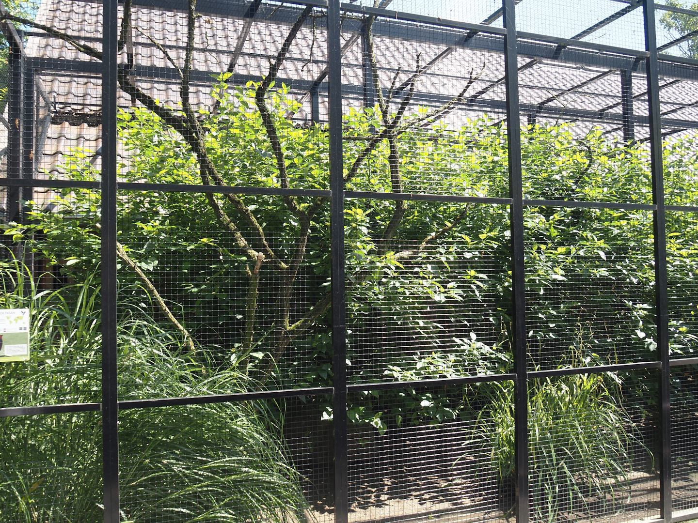 Farm area - Transcauscasian pheasant aviary, 2024-06-08
