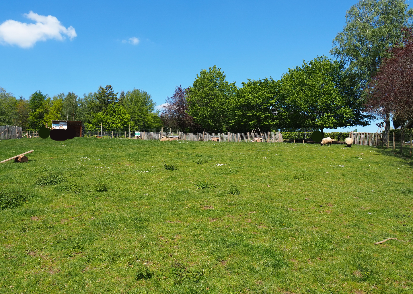 Farm area - Walk-through area with Chicken pens and cooks, Domestic goats, Domestic sheep and Domestic turkeys , 2021-05-29