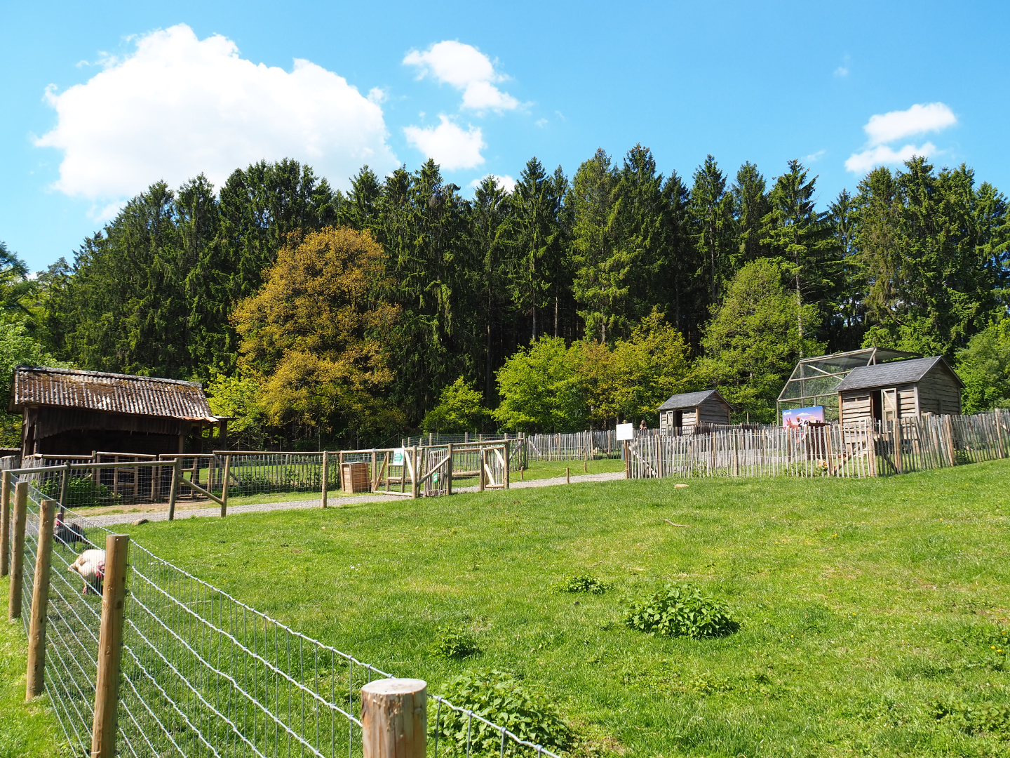Farm area - Walk-through area with Chicken pens and cooks, Domestic goats, Domestic sheep and Domestic turkeys , 2021-05-29