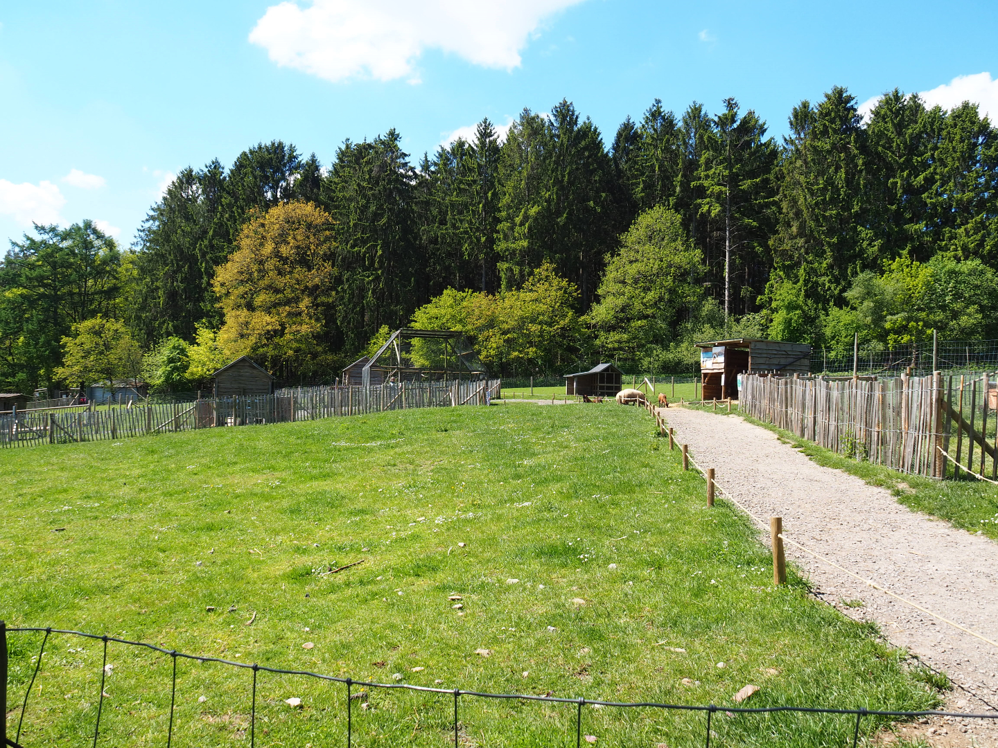 Farm area - Walk-through area with Chicken pens and cooks, Domestic goats, Domestic sheep and Domestic turkeys , 2021-05-29