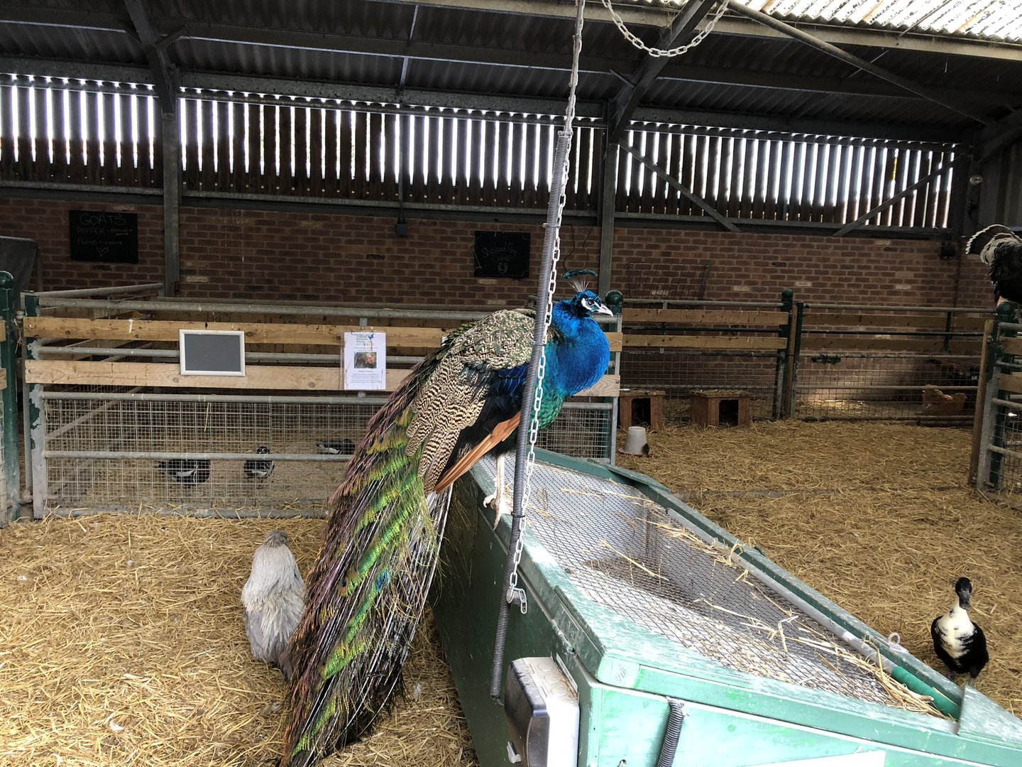 Farm Barn Interior at Tropical Butterfly House (March 2023)