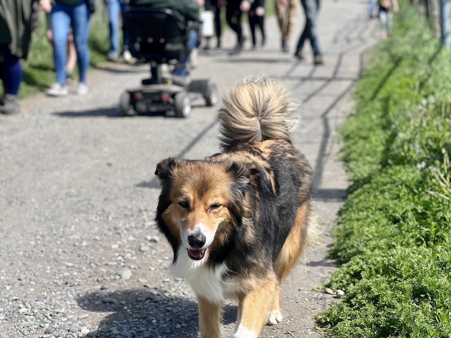 Farm Dog roaming freely