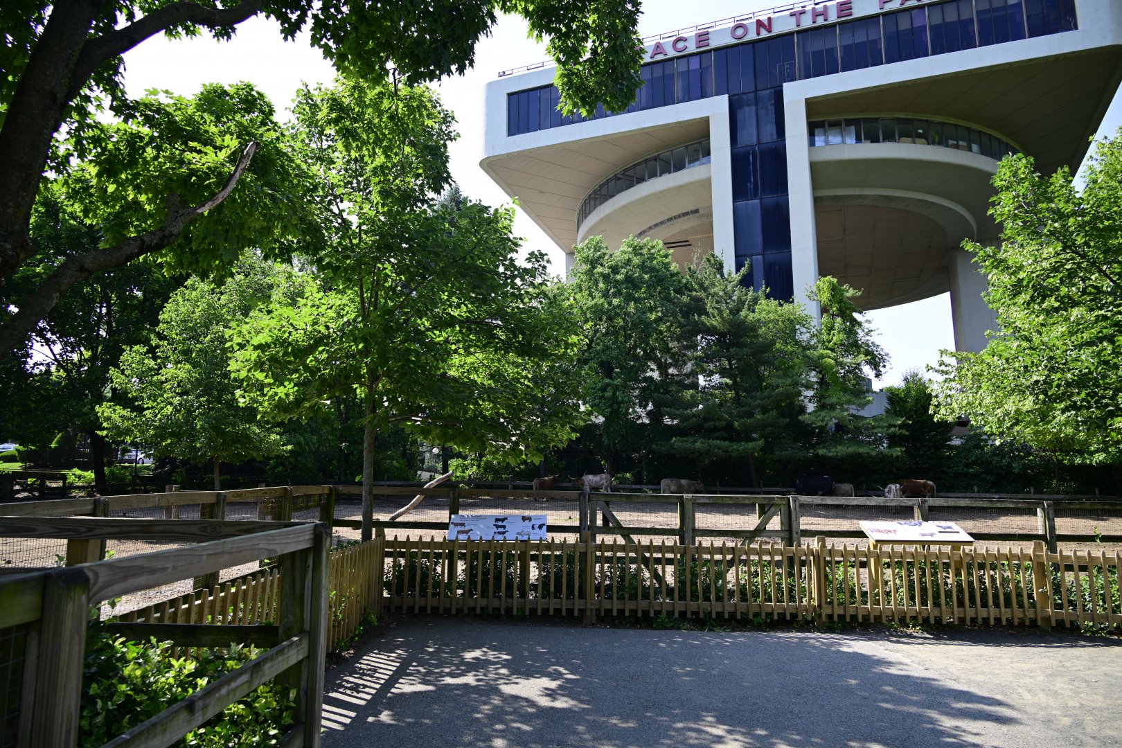 Farm - Domestic Cattle (Bos taurus) Exhibit