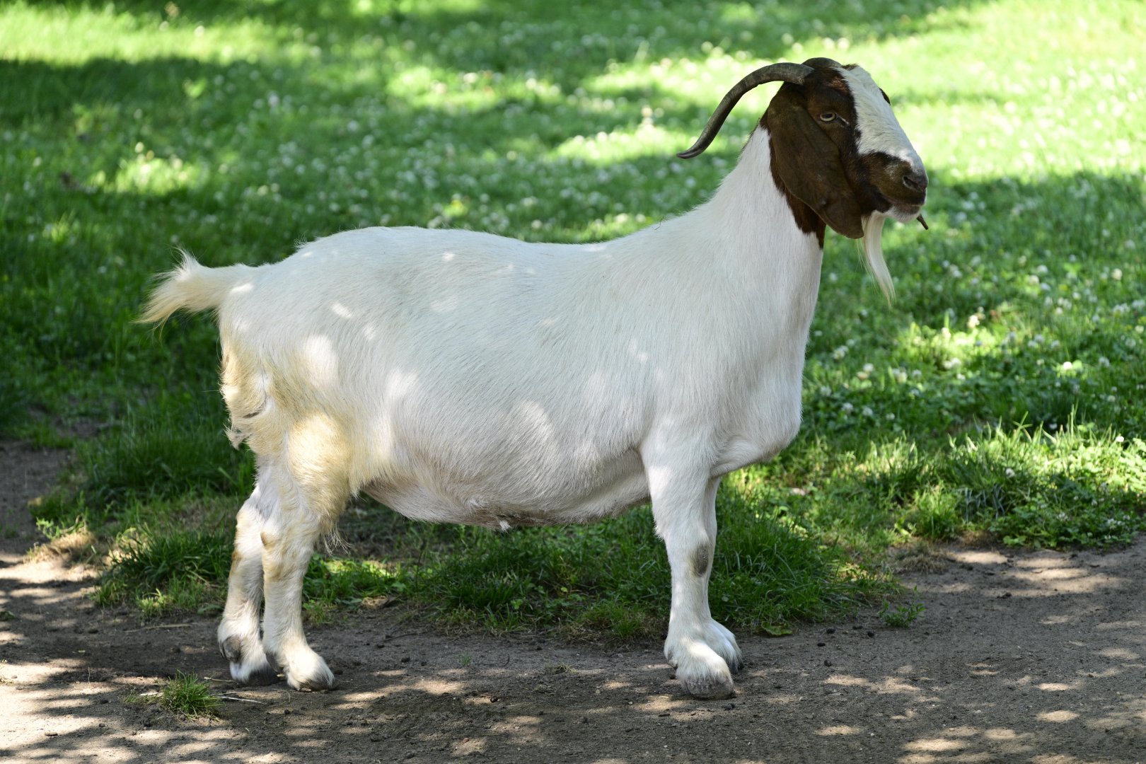 Farm - Domestic Goat (Capra hircus hircus)