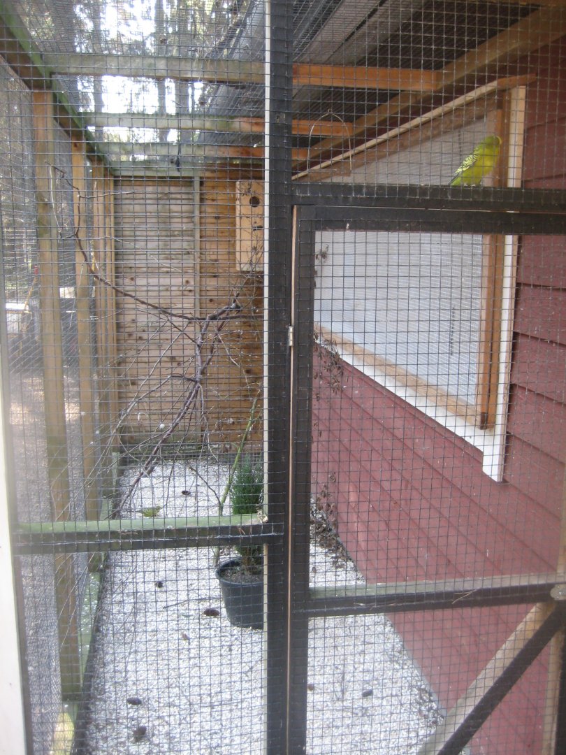 Farm Fun - Budgie/cockatiel aviary