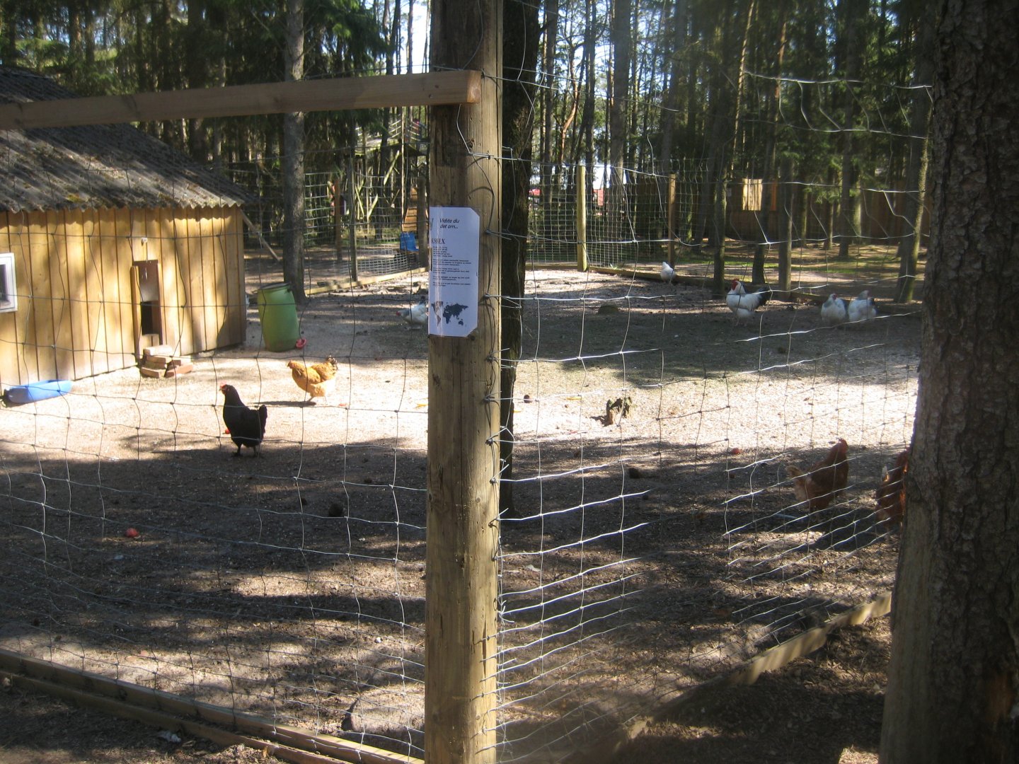 Farm Fun - Chicken exhibit