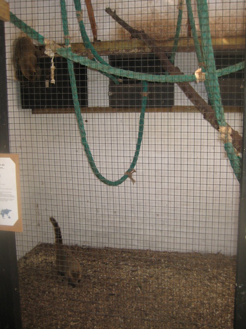 Farm Fun - Coati exhibit (indoors)