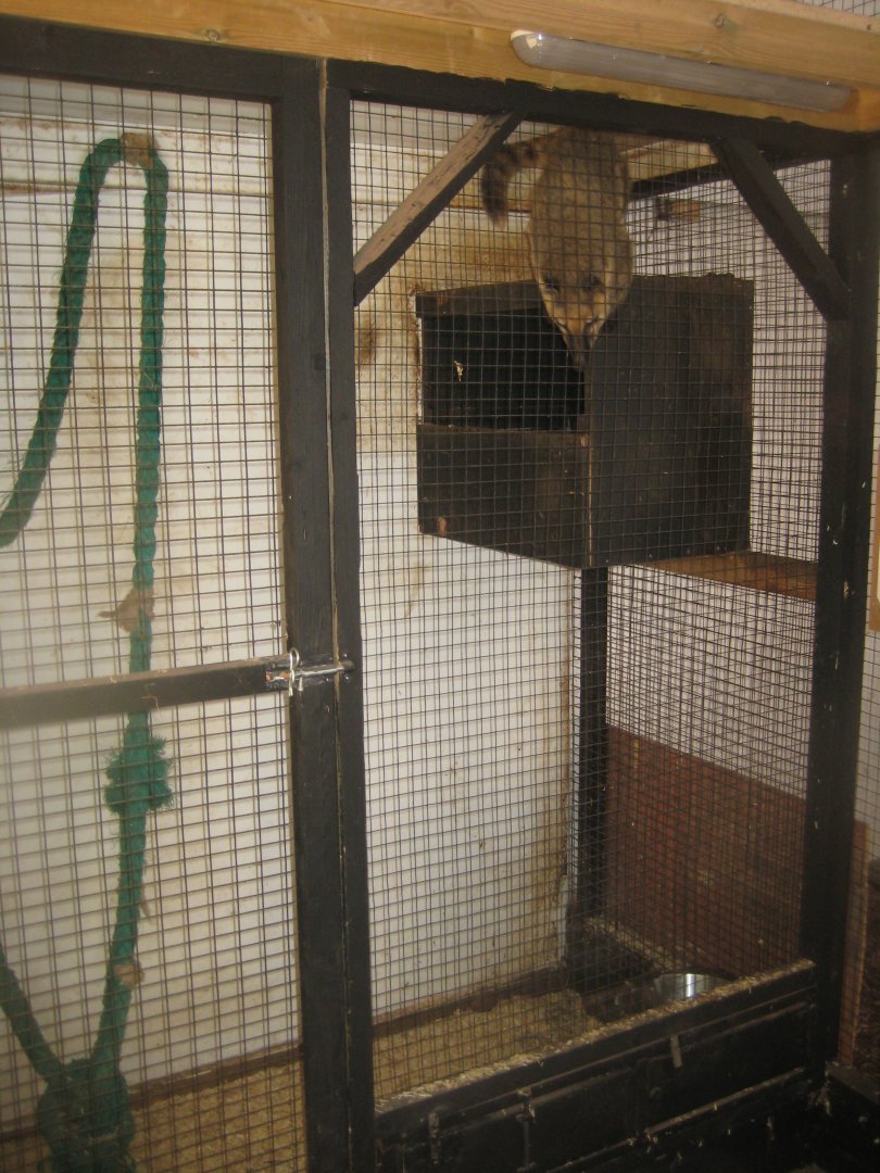 Farm Fun - Coati exhibit (indoors)