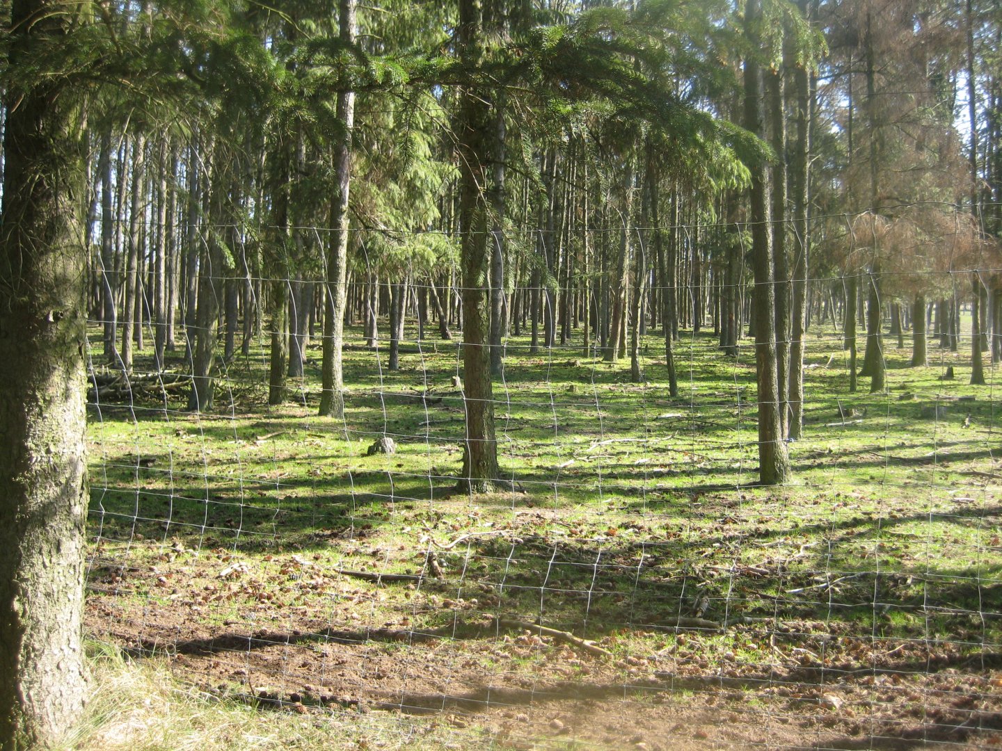 Farm Fun - Deer/mouflon exhibit