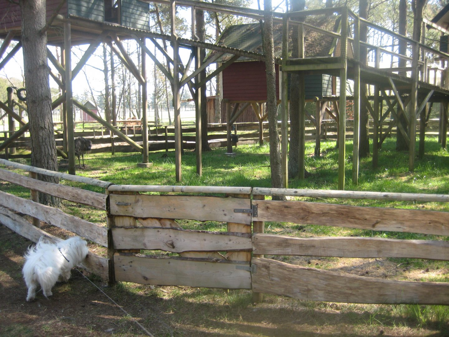 Farm Fun - Emu exhibit