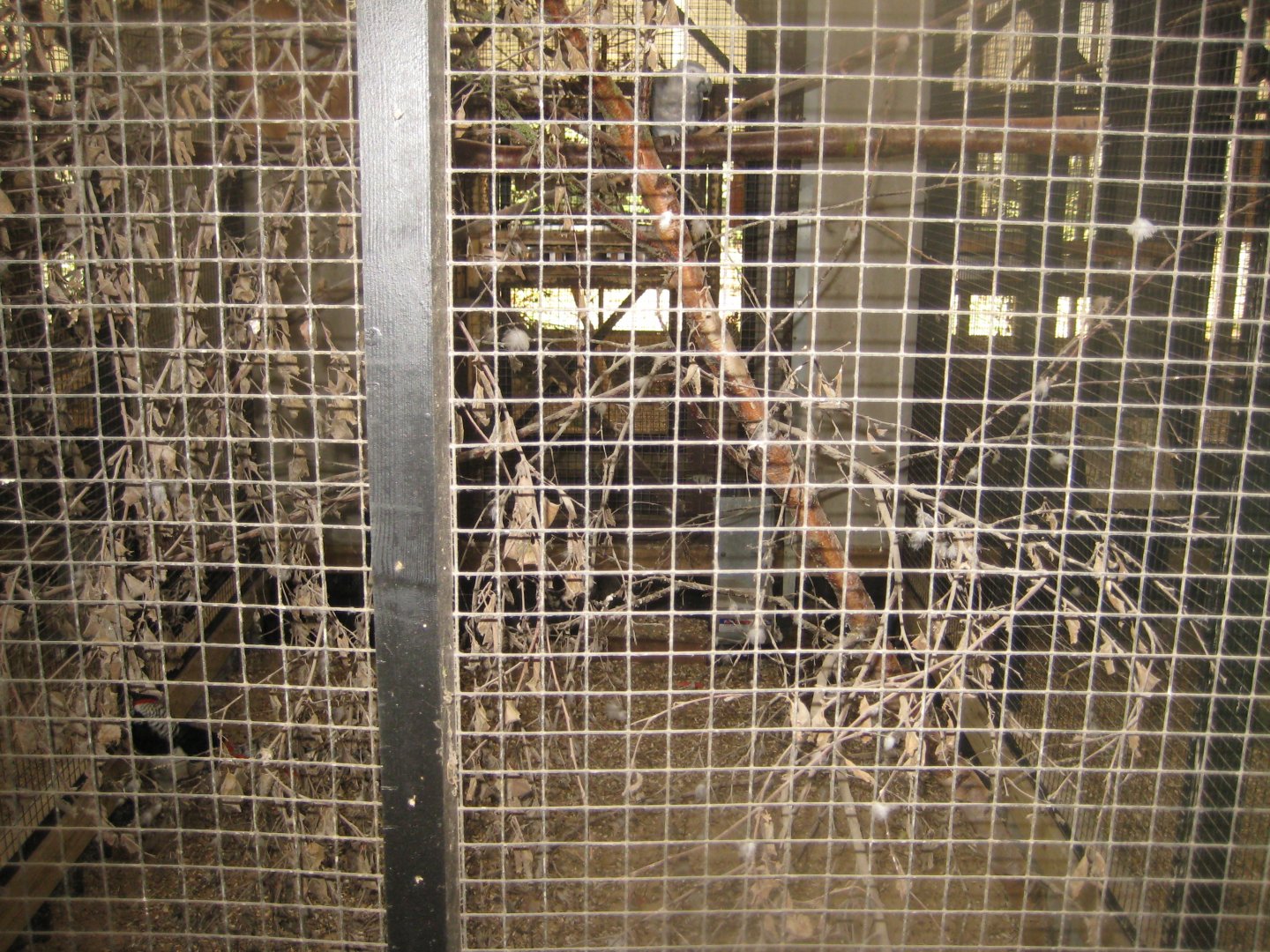 Farm Fun - Example of pheasantry aviary