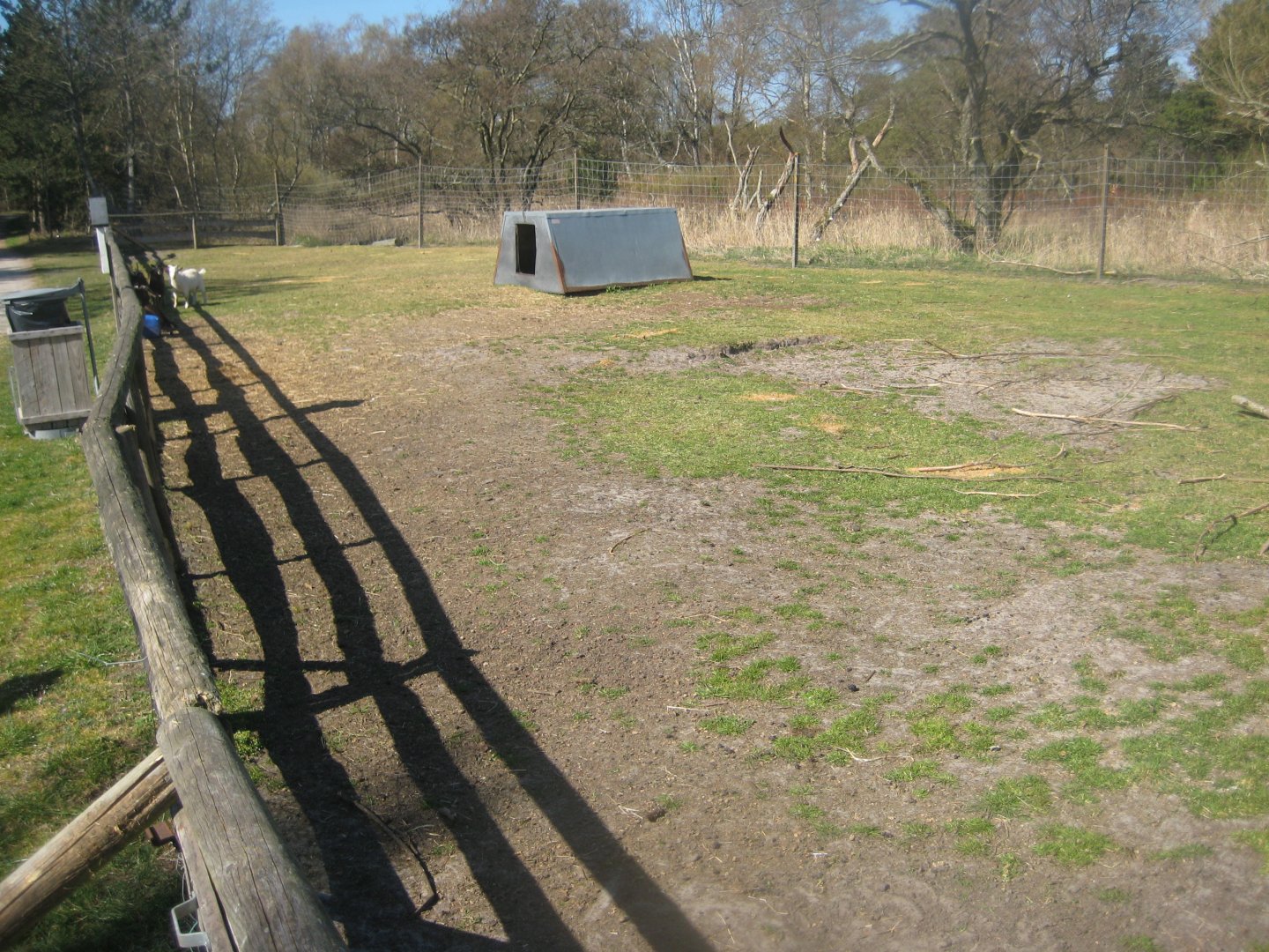 Farm Fun - Goat buck exhibit