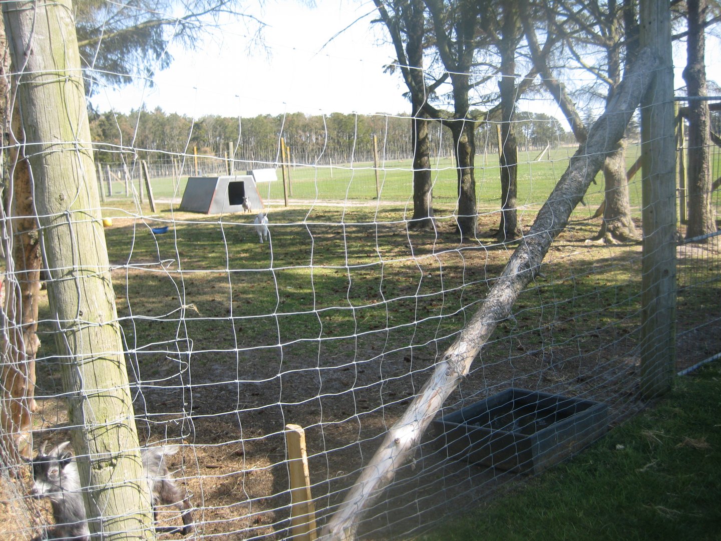 Farm Fun - Goat exhibit #1