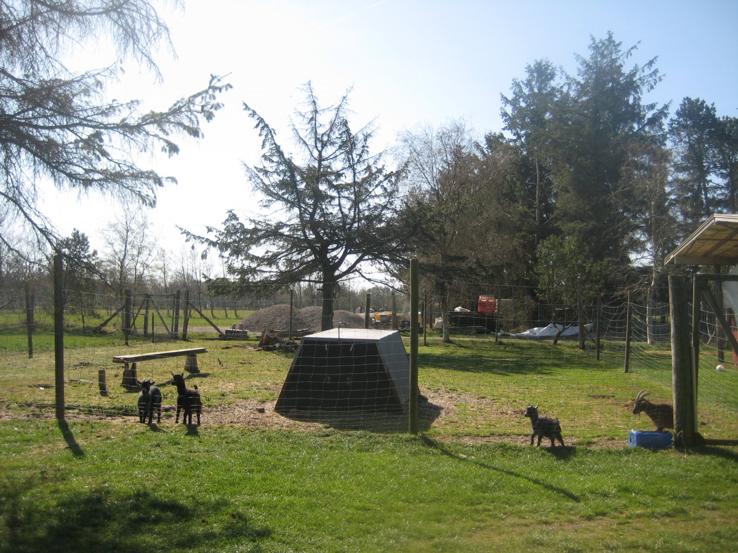 Farm Fun - Goat exhibit #2