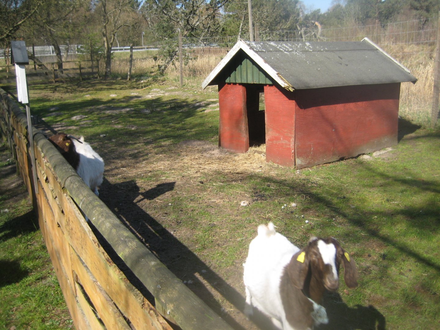 Farm Fun - Goat exhibit
