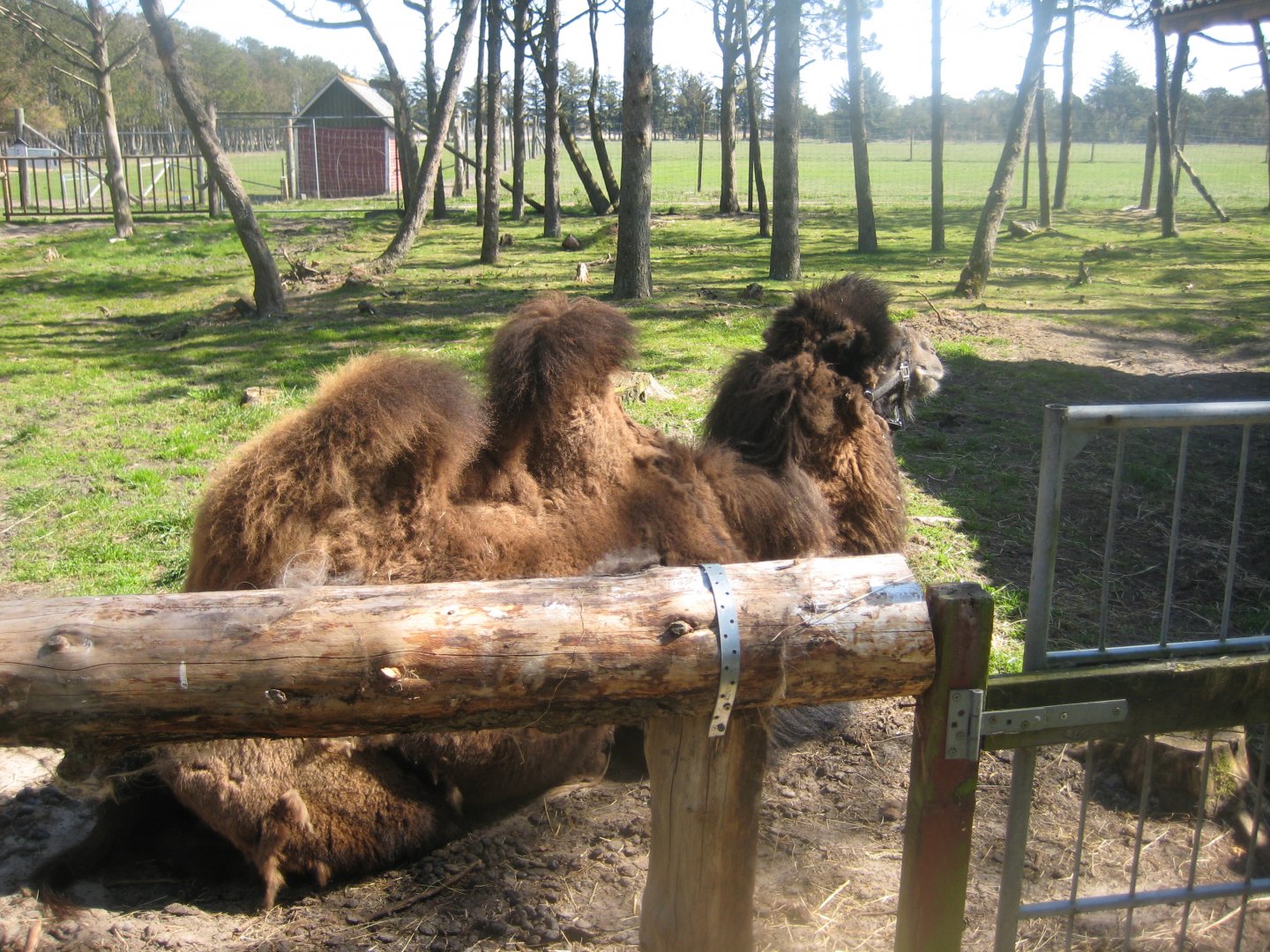Farm Fun - Llama/camel exhibit