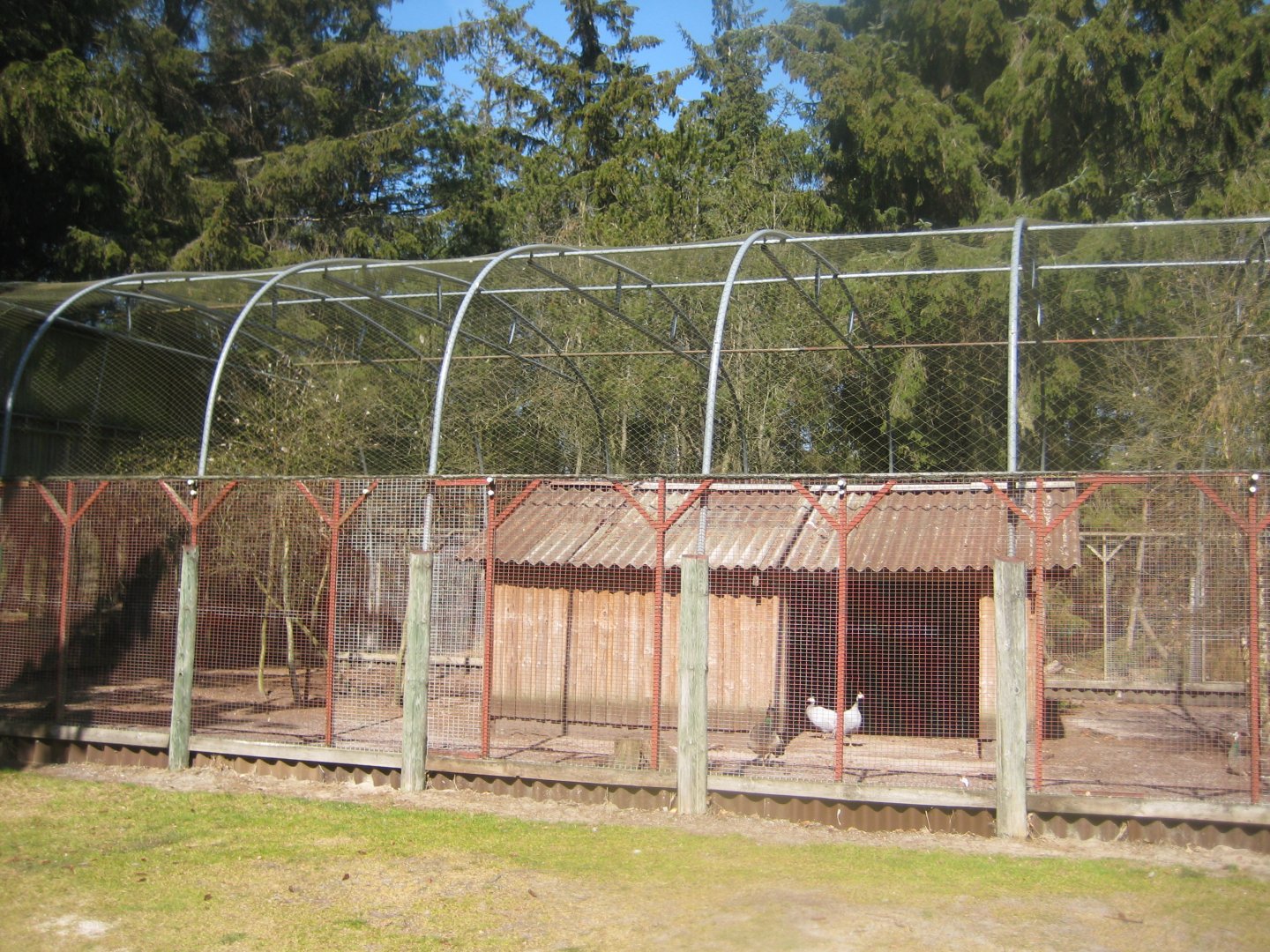 Farm Fun - Peafowl/guineafowl aviary