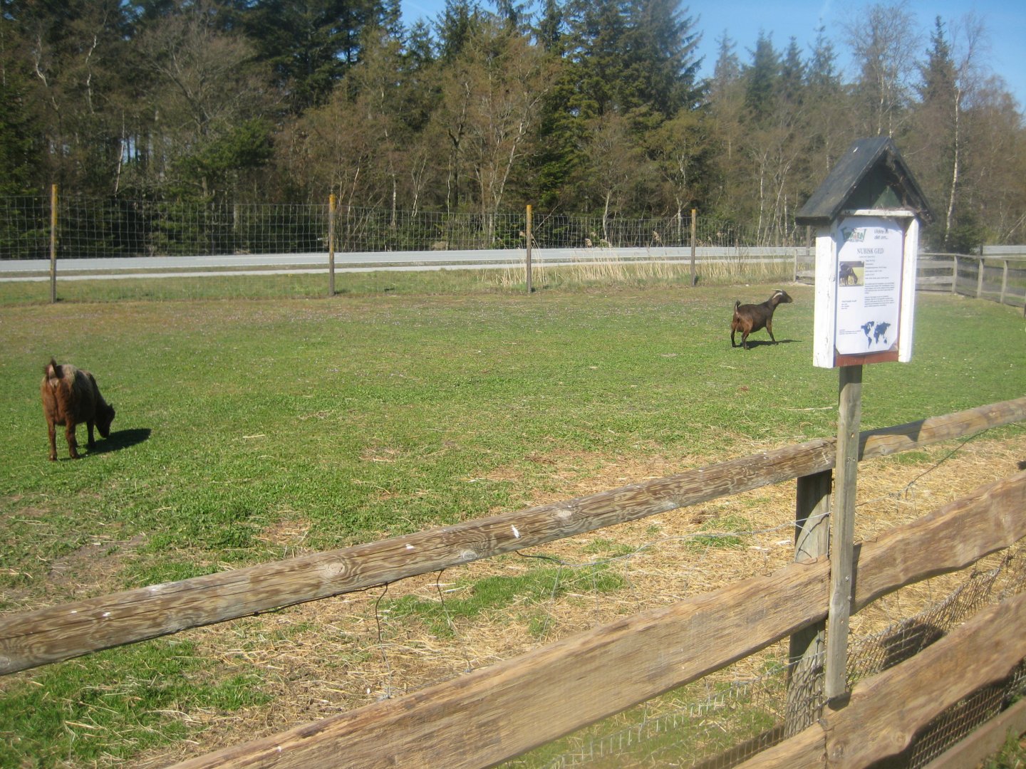Farm Fun - Petting exhibit #1