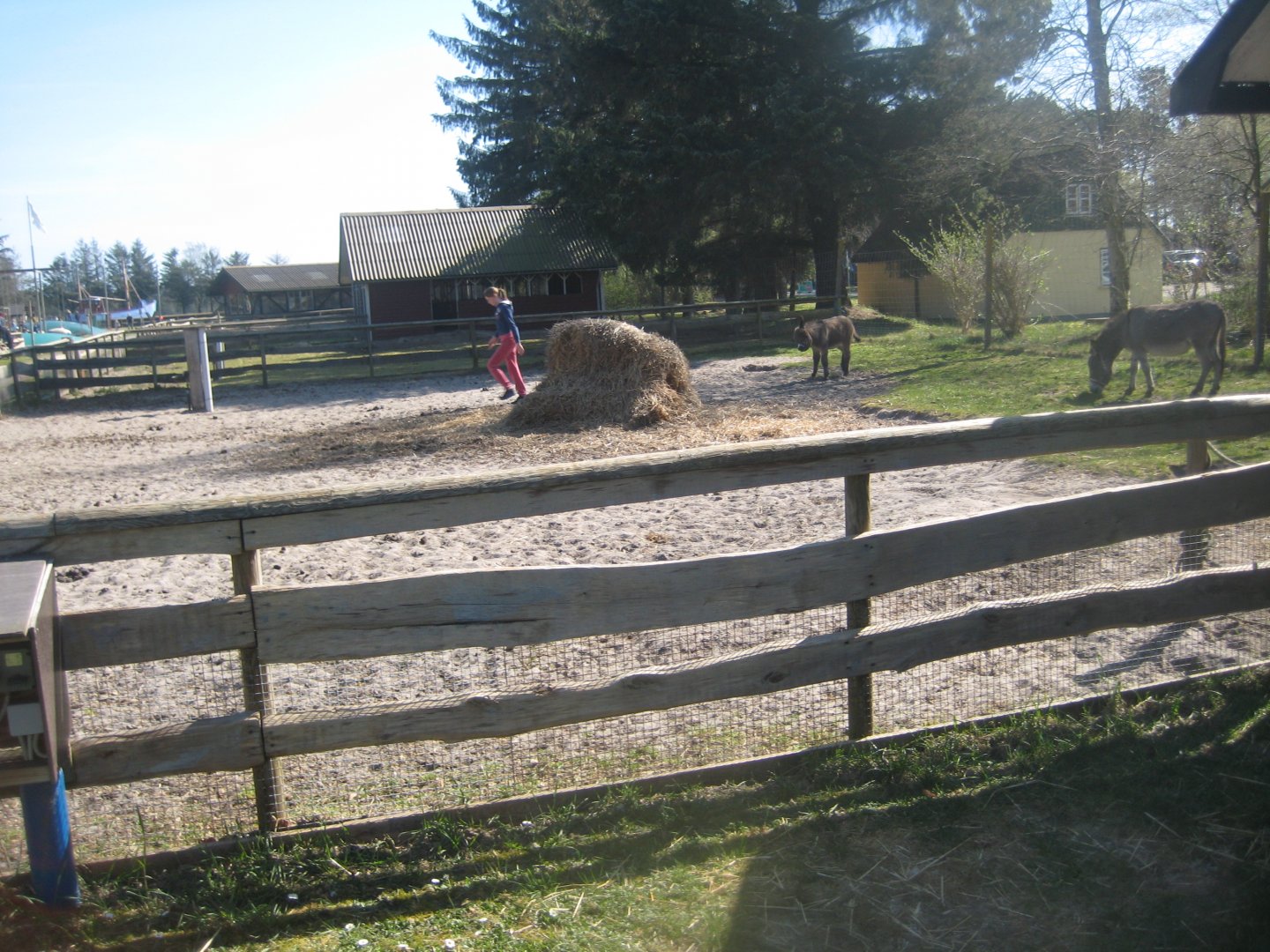 Farm Fun - Petting exhibit #3