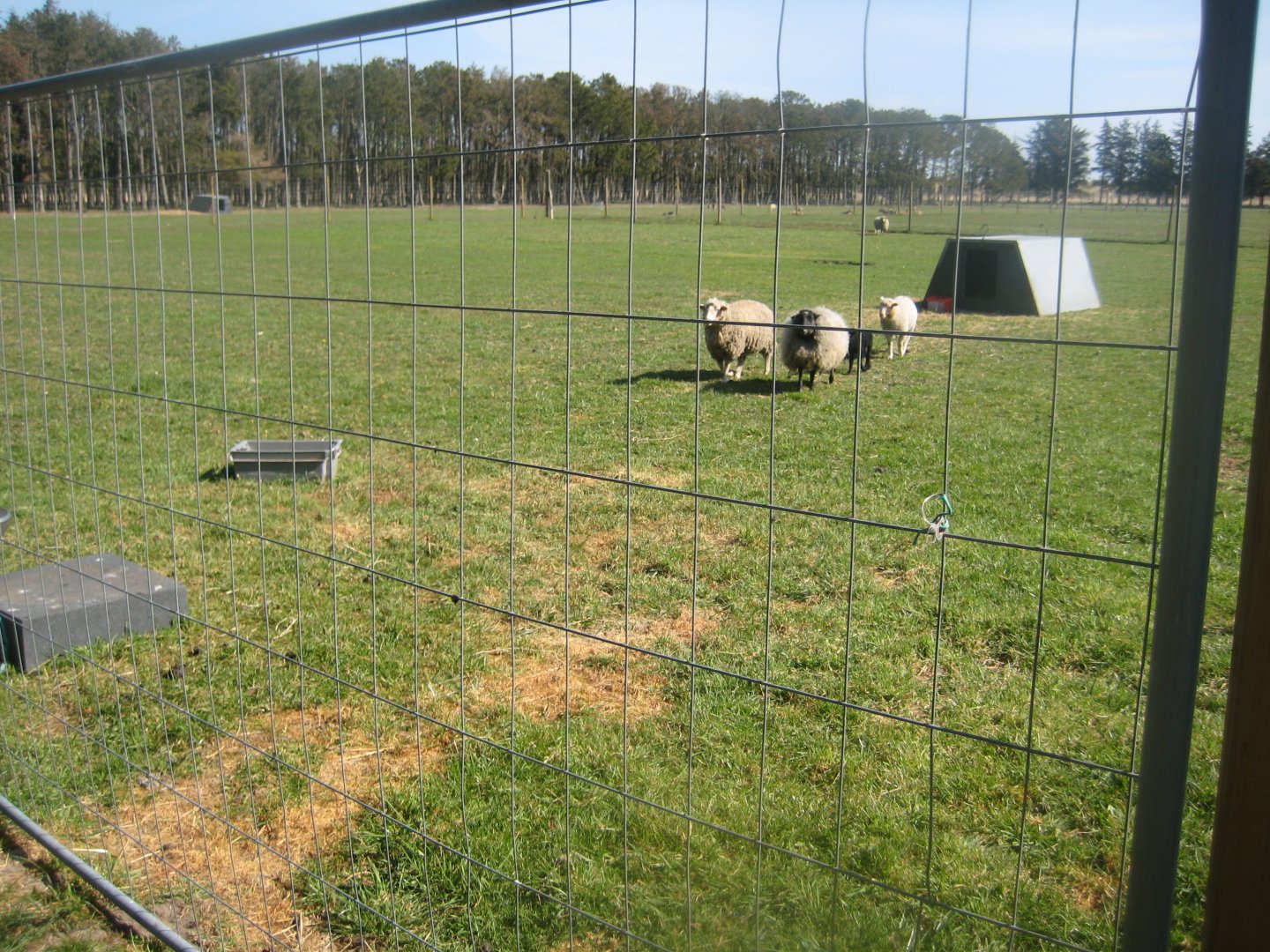 Farm Fun - Sheep exhibit