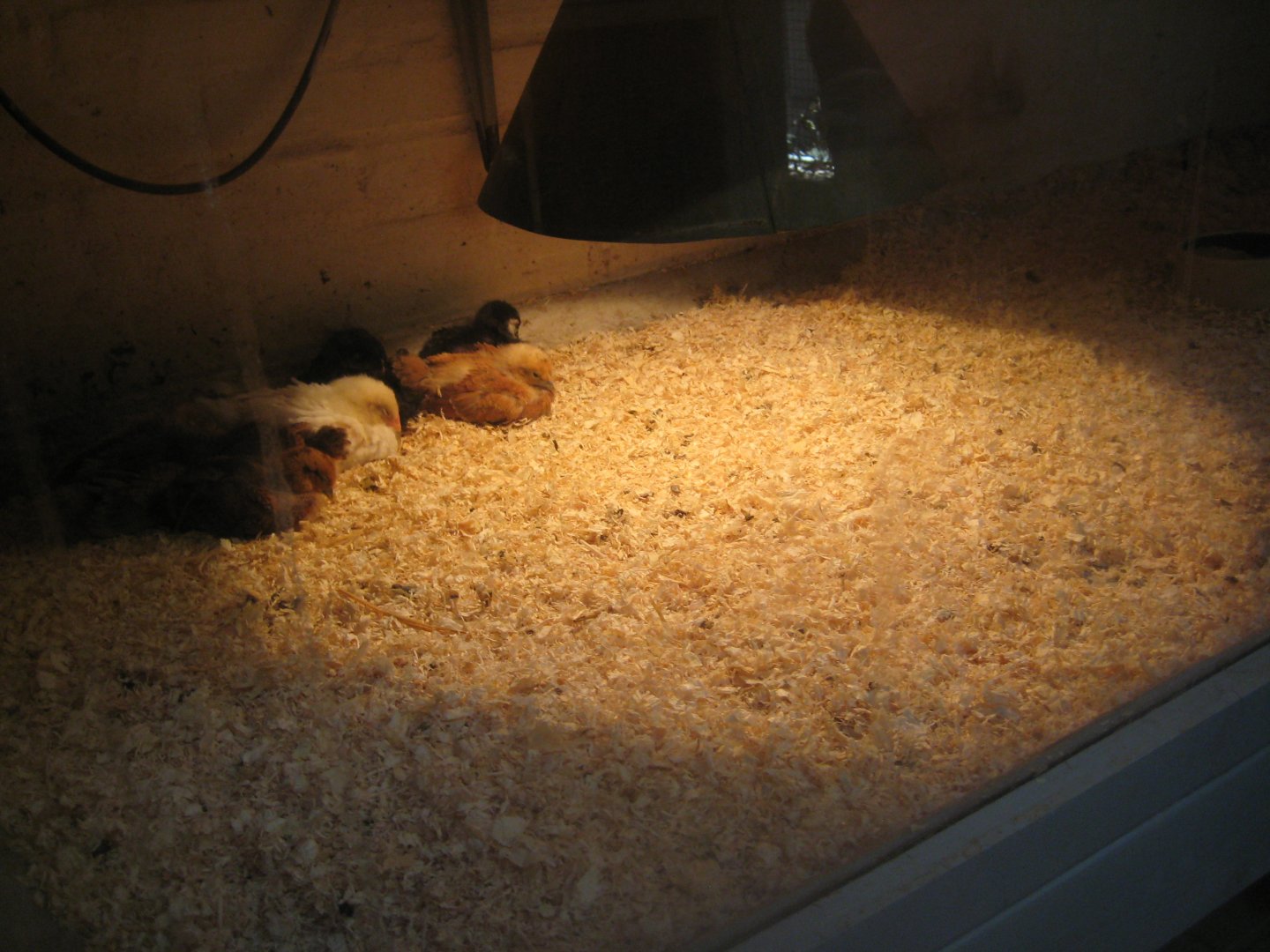 Farm Fun - Small mammals' house - Chickens