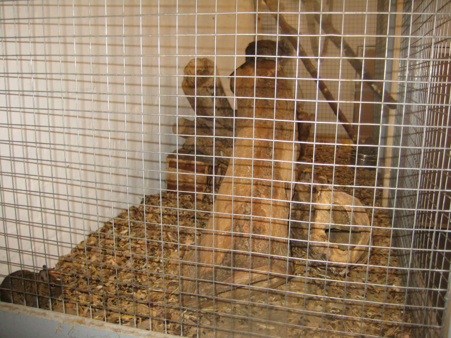 Farm Fun - Small mammals' house - Degu exhibit