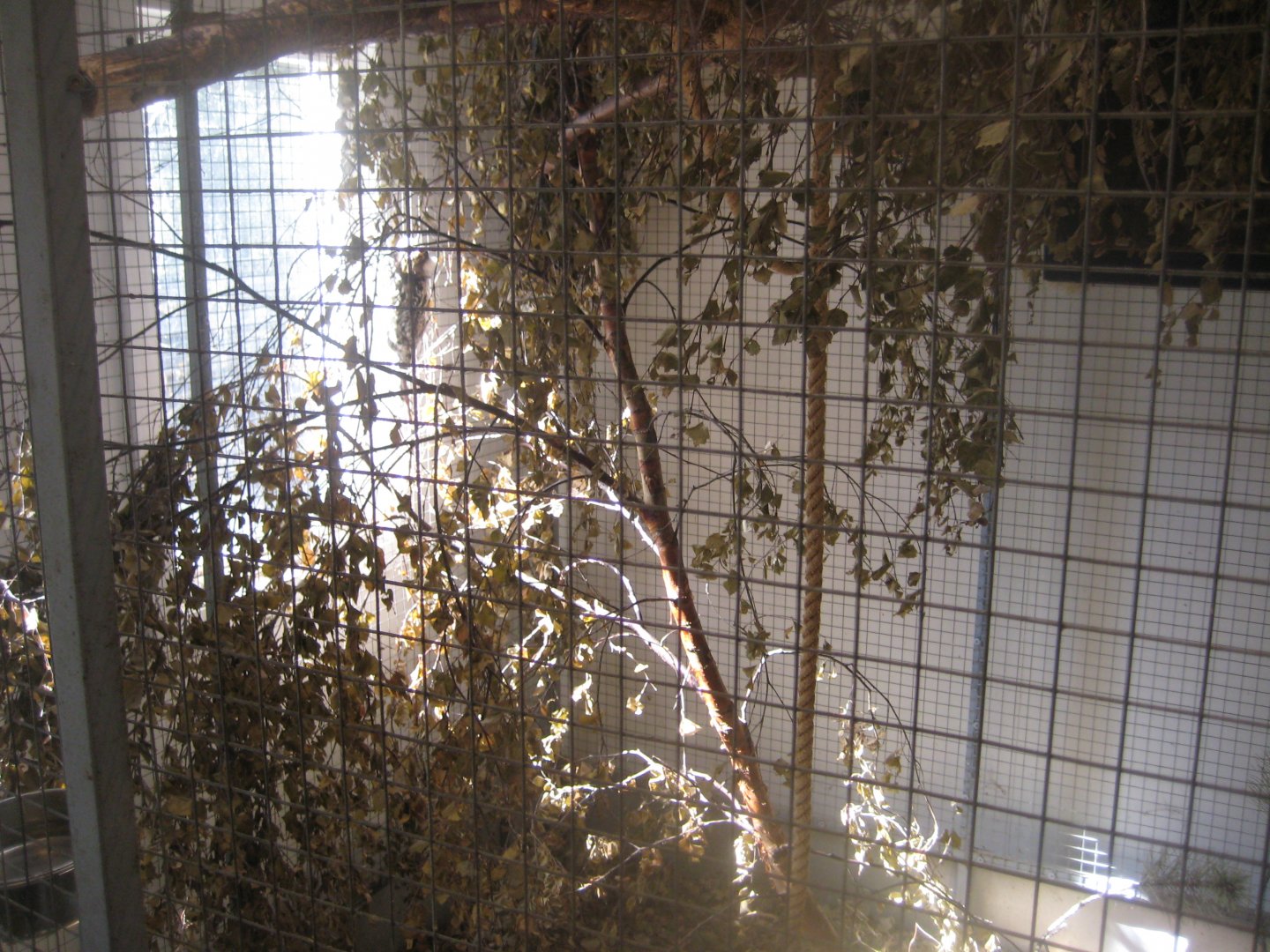 Farm Fun - Small mammals' house - Marmoset exhibit #1