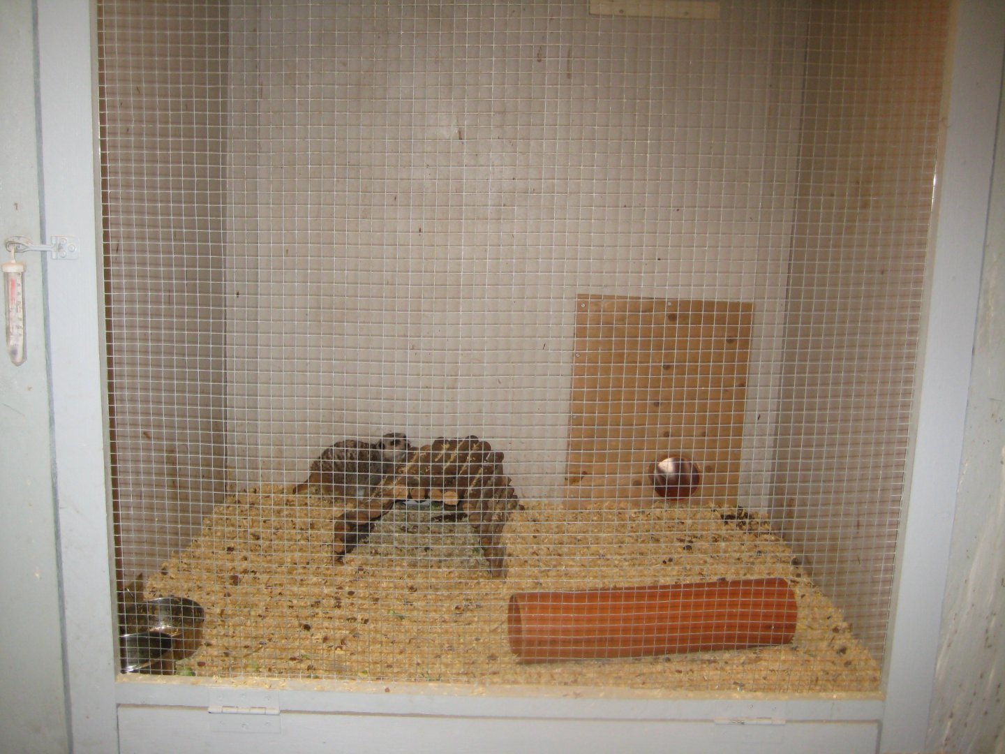 Farm Fun - Small mammals' house - Meerkat exhibit