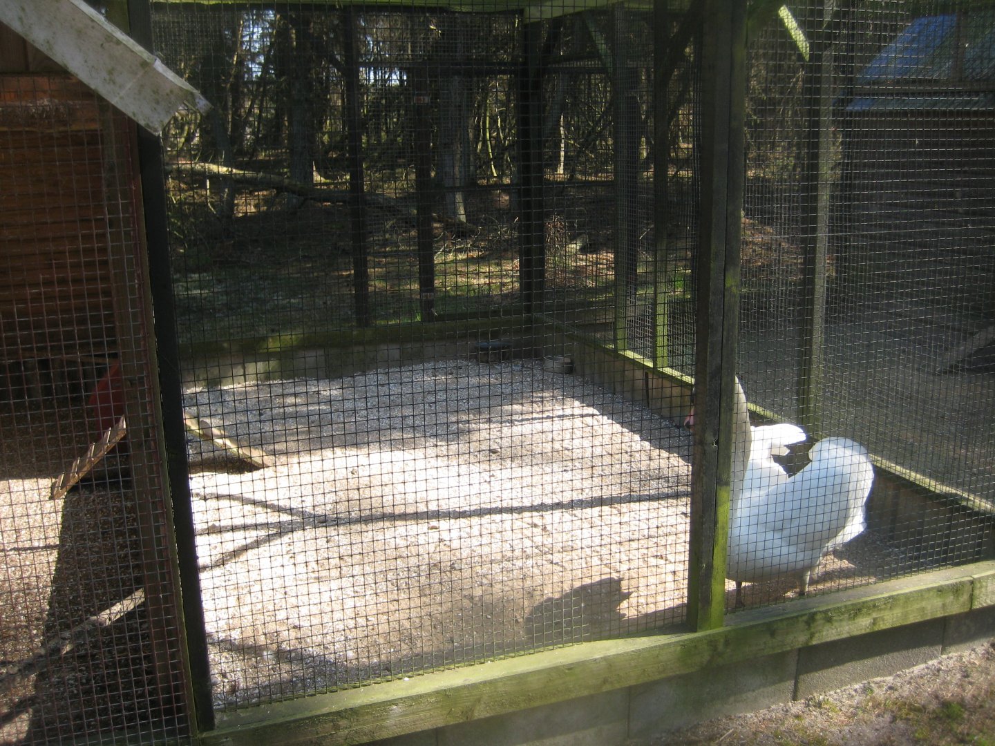 Farm Fun - Swan aviary