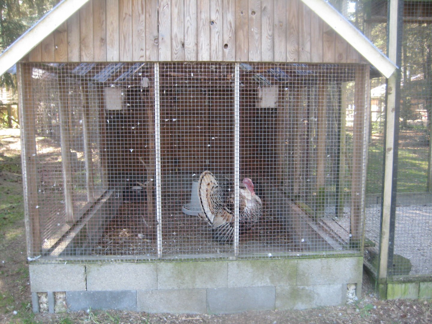 Farm Fun - Turkey/pigeon aviary
