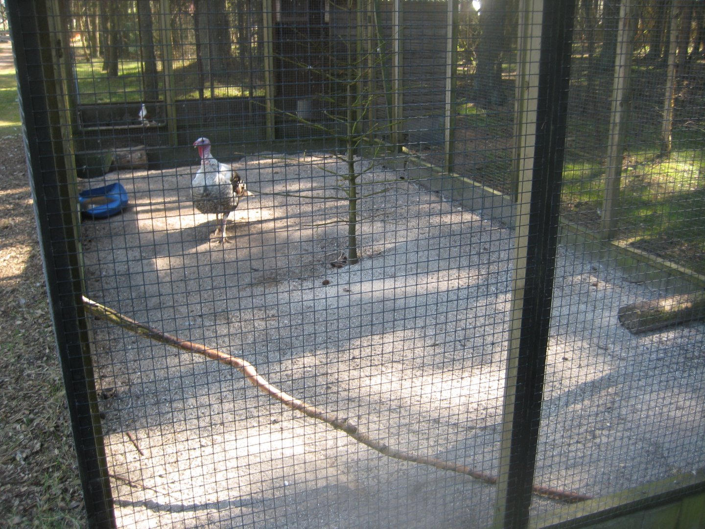 Farm Fun - Turkey/pigeon aviary