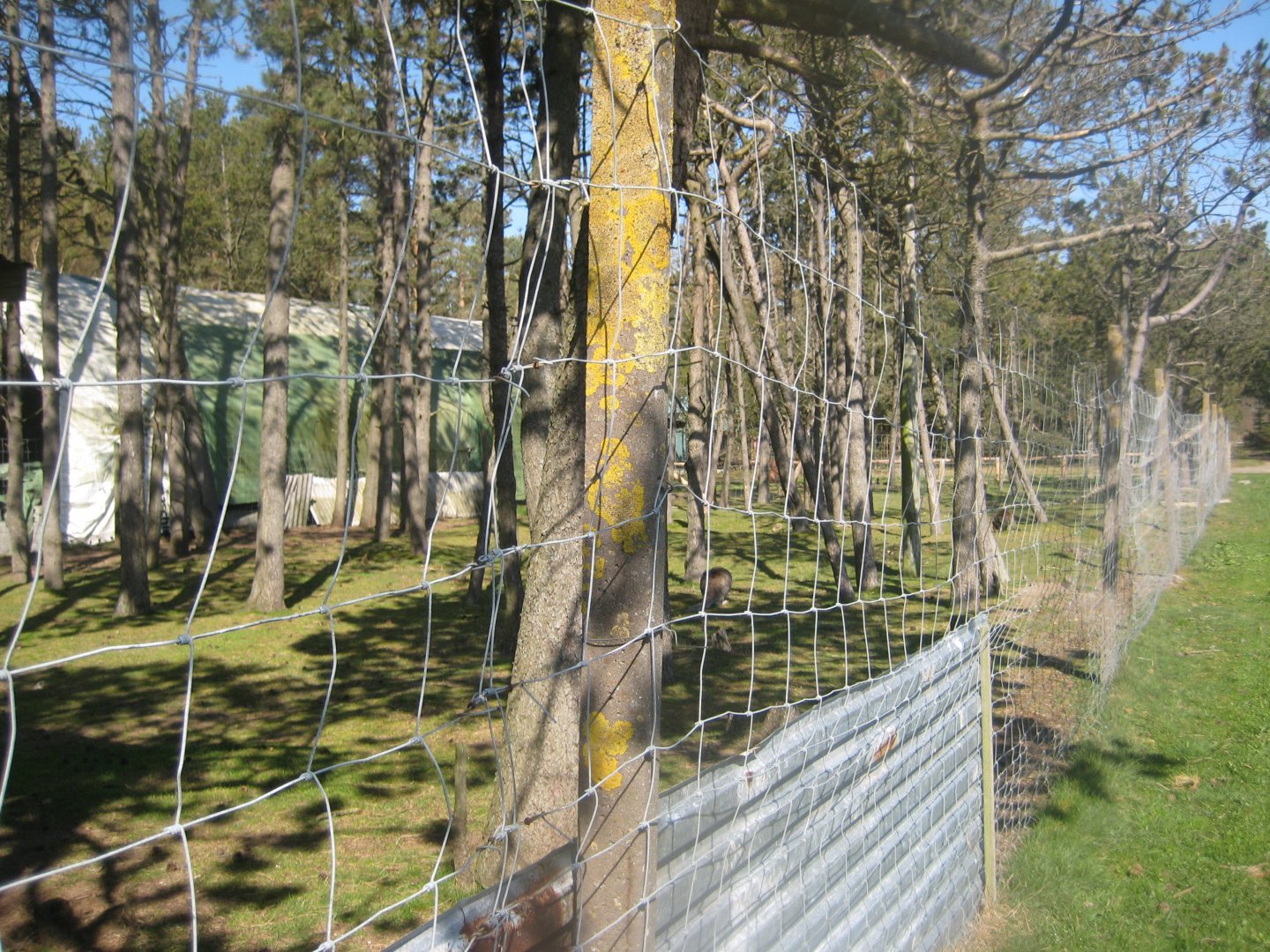 Farm Fun - Wallaby exhibit