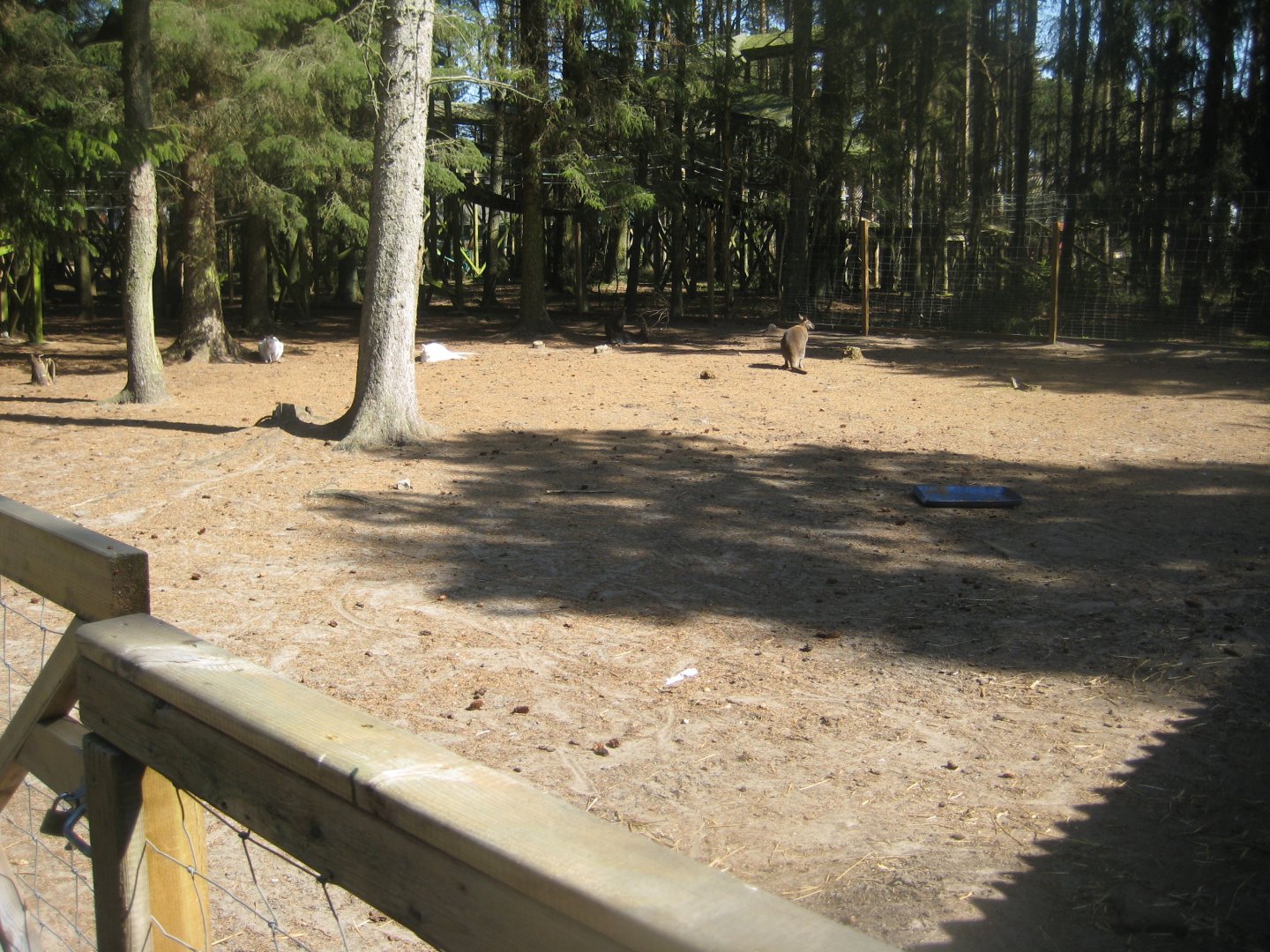 Farm Fun - Wallaby exhibit