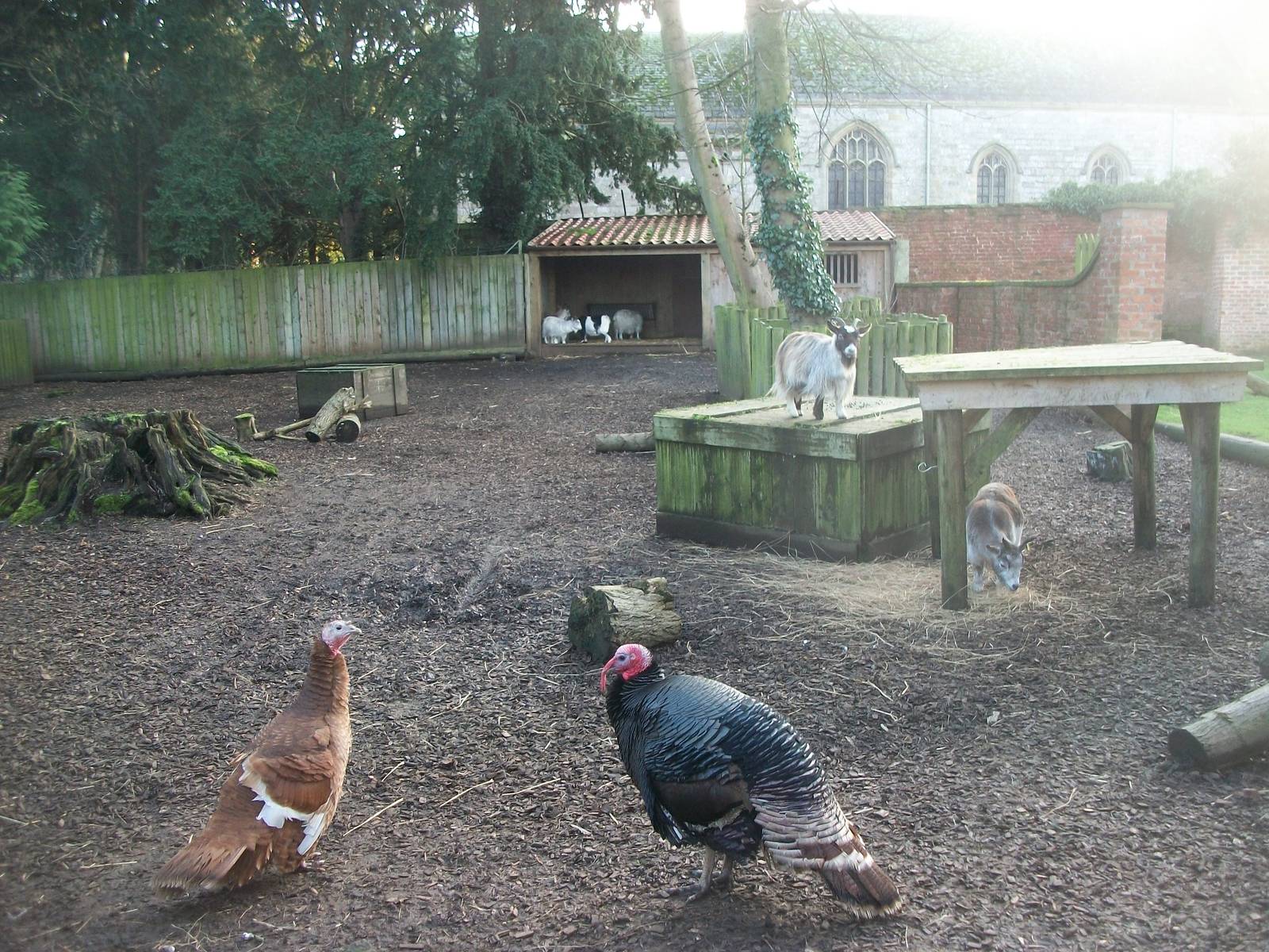 Farm paddock 4th January 2013
