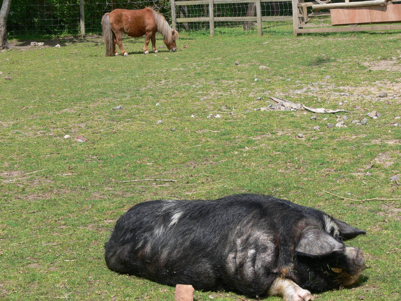 Farm paddock at Blackpool Zoo, 26/05/13