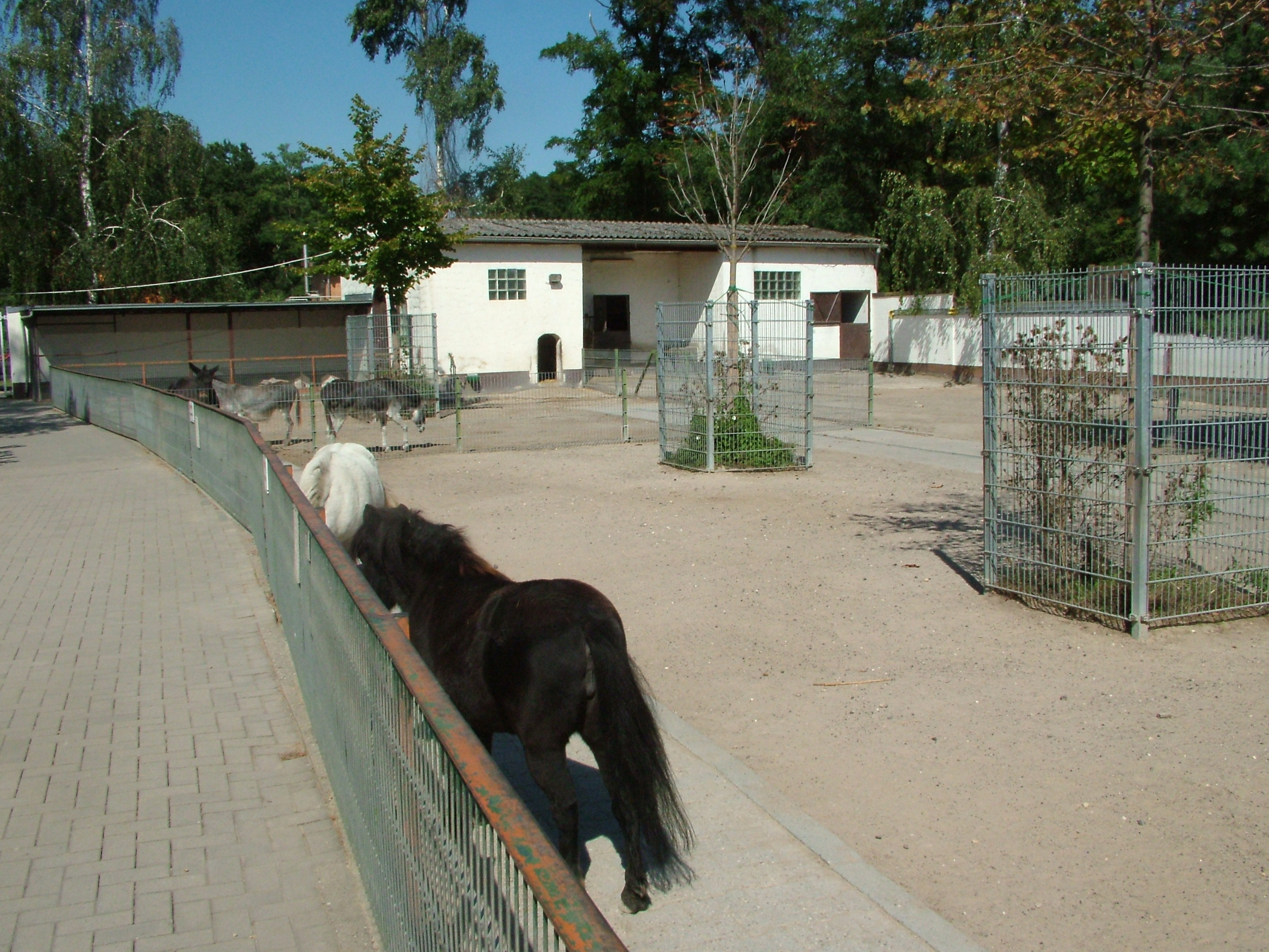 Farm Paddock at Vogelpark Birkenheide, 6th Sept 2010