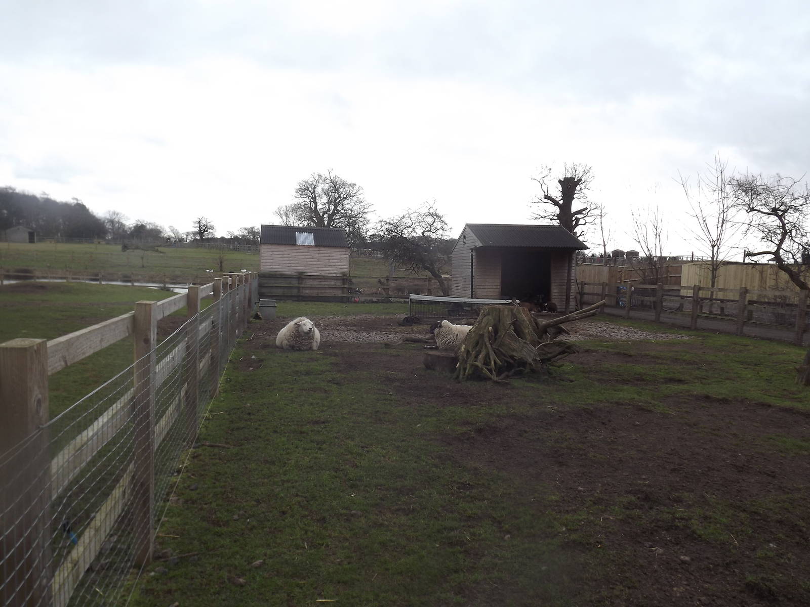 Farm Paddock at Yorkshire Wildlife Park 18/02/12