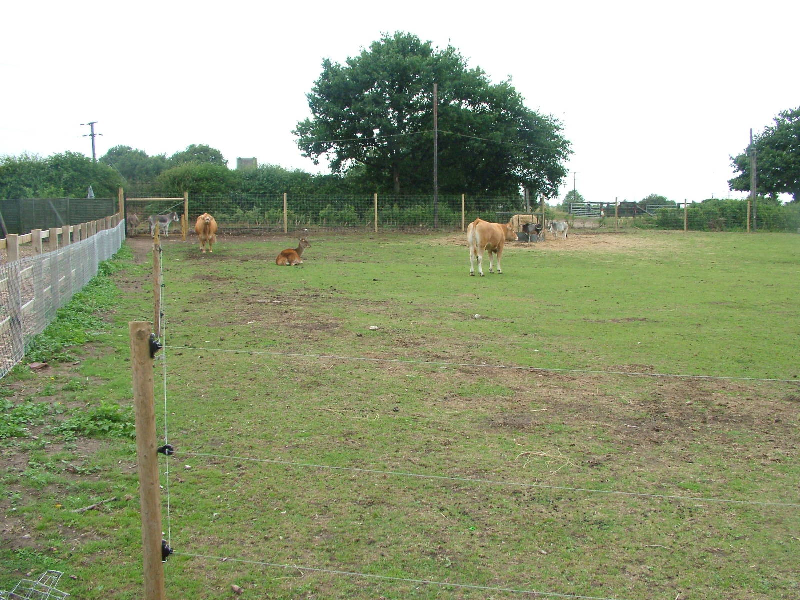 Farm Paddock at Yorkshire WP, 18/07/10