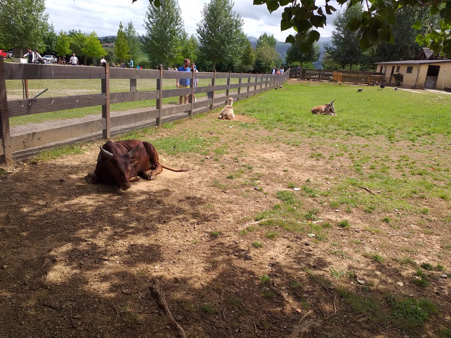 Farm paddock-Cabarceno (2019)