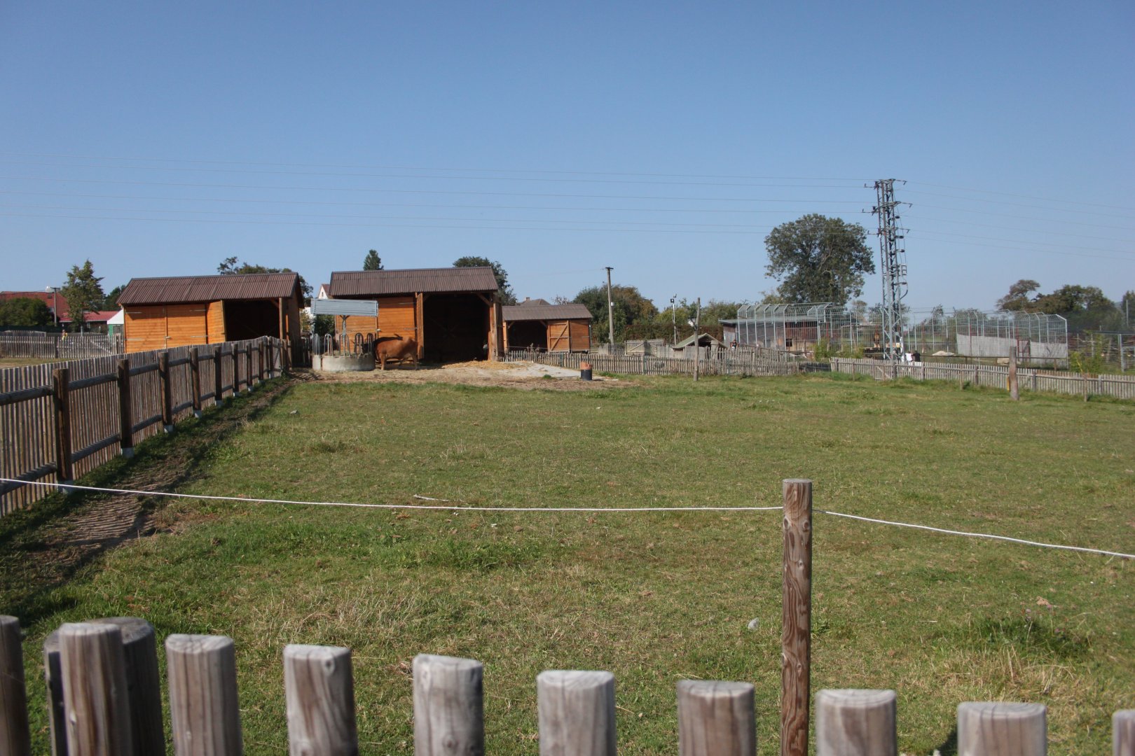Farm section - Cachena cattle exhibit
